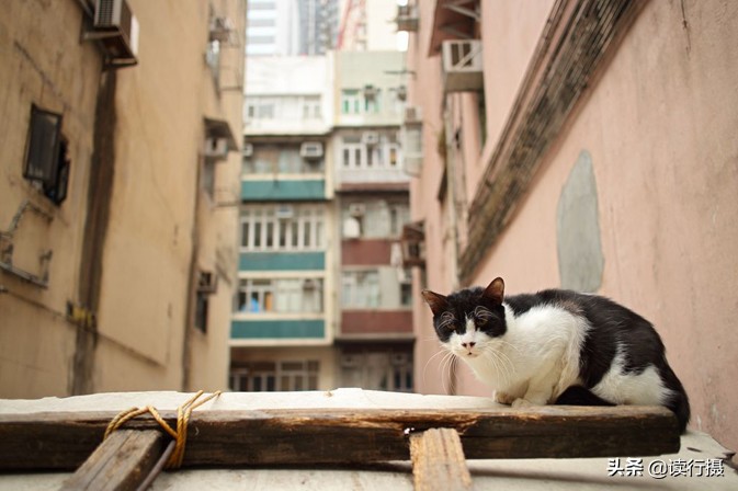 转角遇到猫探店,转角遇到猫打卡