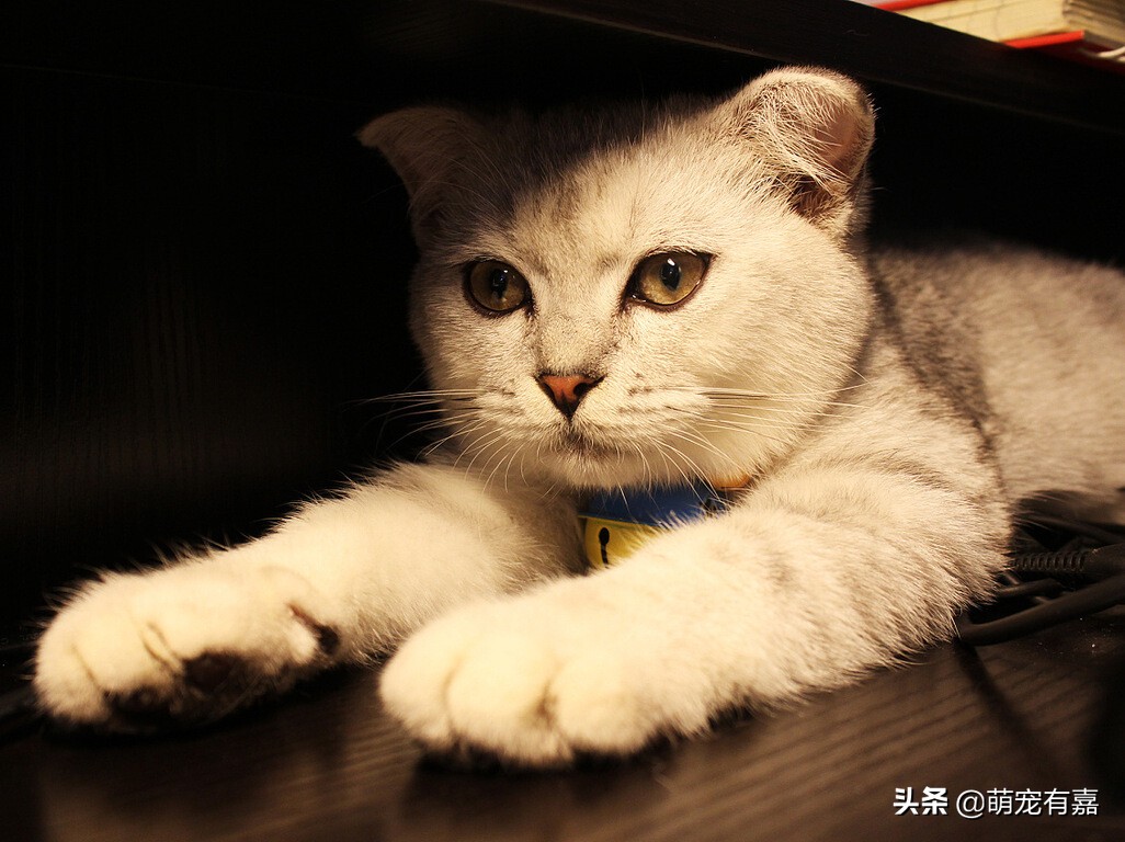 猫咪科学喂养不影响健康,猫真的不能吃素食吗