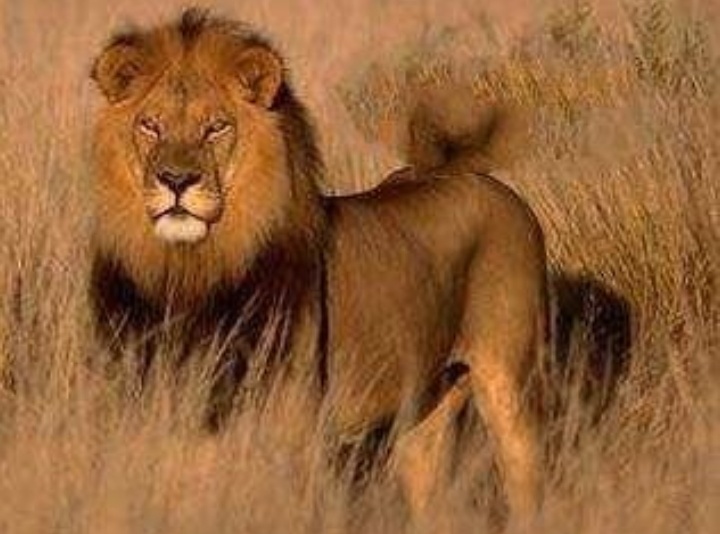 有枪就不怕狮子吗？不是！看帕特森中校在非洲经历了什么