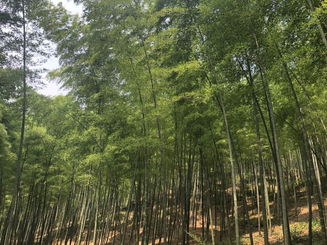 清新大自然竹林风景视频,宜兴竹海风景区图片欣赏