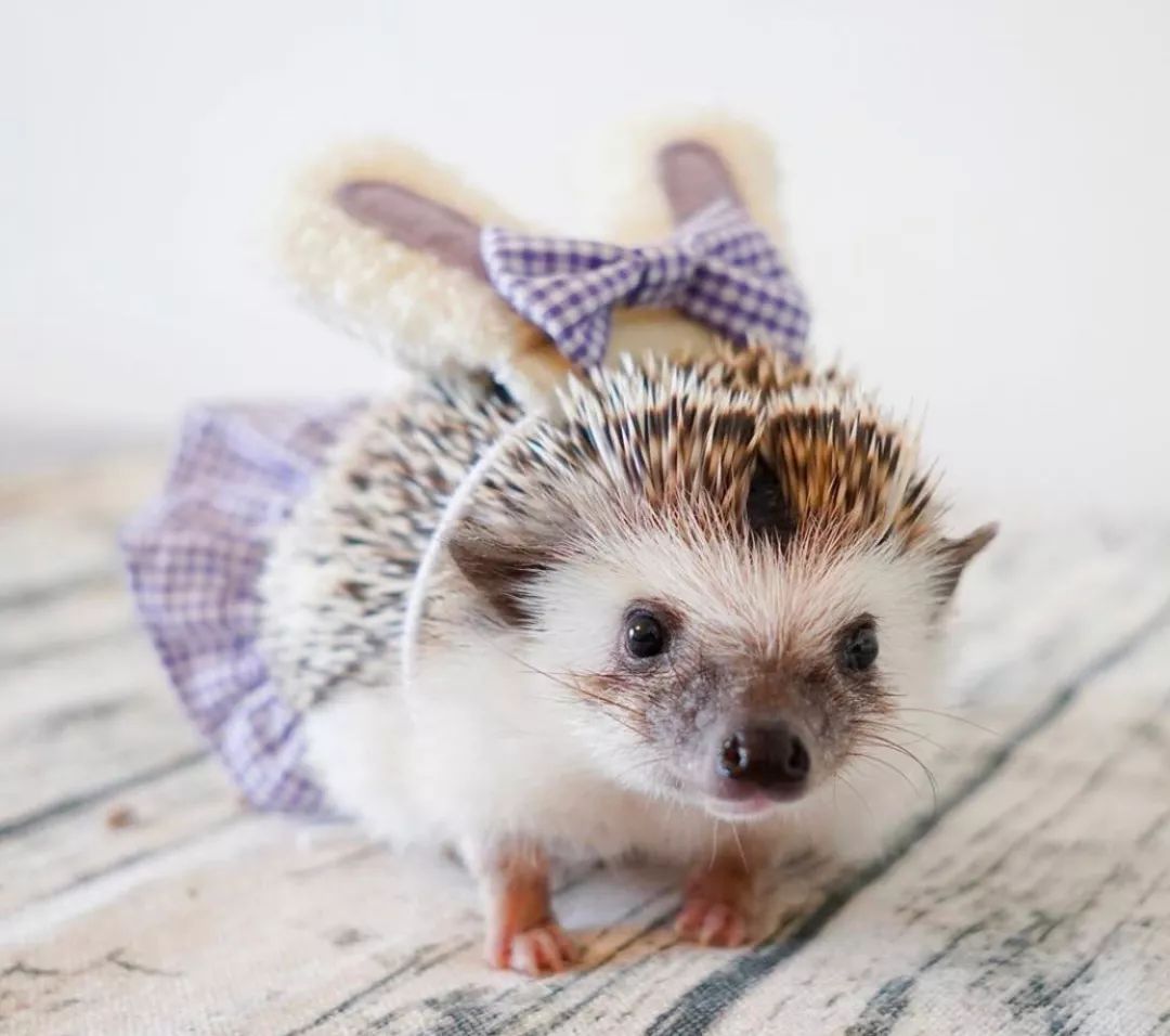 养一只戏精宠物是什么体验,养了一只小狐狸是什么体验