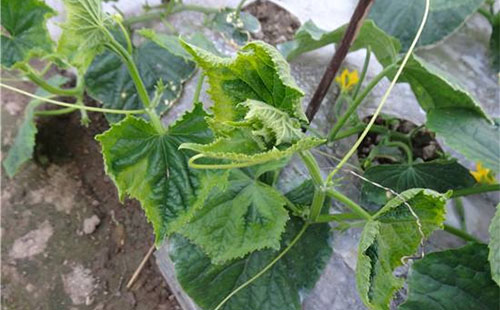 黄瓜受药害瓜打顶了怎么办,黄瓜病害图谱和防治黄瓜药害