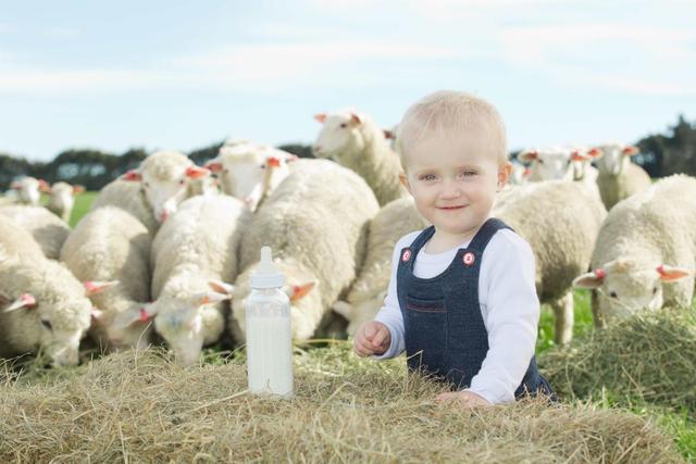 羊奶粉上当受骗,买羊奶粉怎样判断是否上当