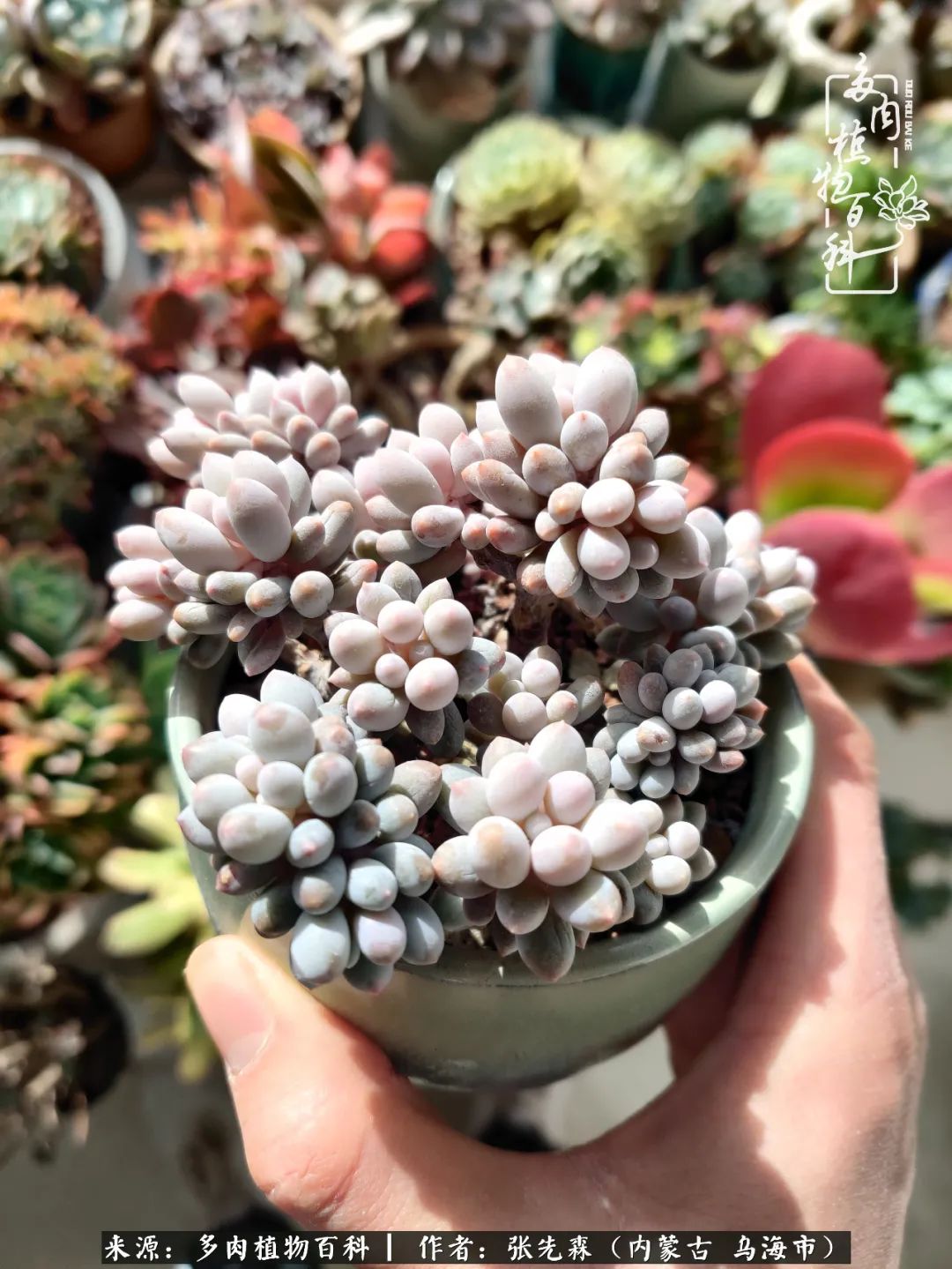 吸取教训，不断探索，英语老师的多肉碎碎念