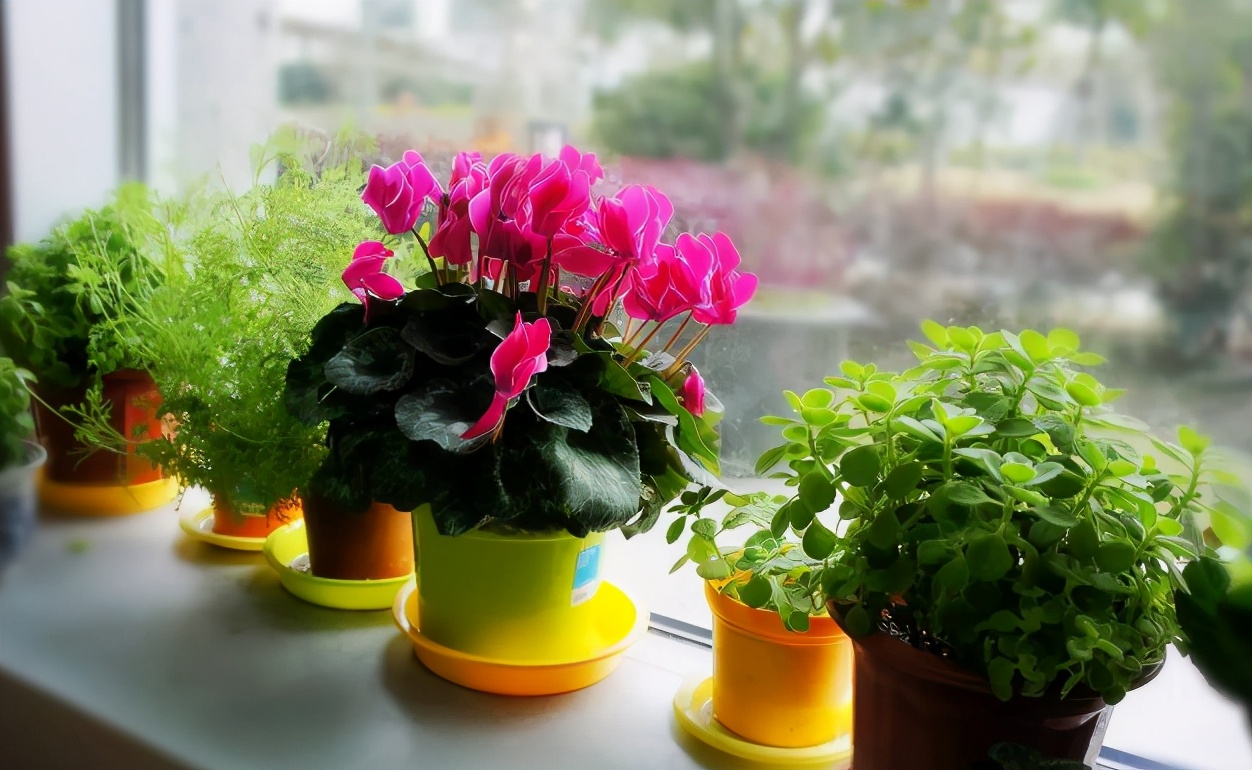 黄豆水浇花的功效与作用,豆渣肥水养花正确使用方法