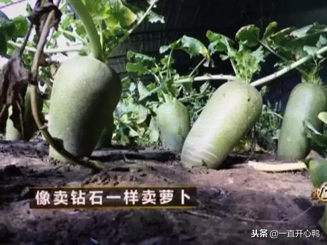 致富经节目现在怎么样了,致富经里的节目真实吗
