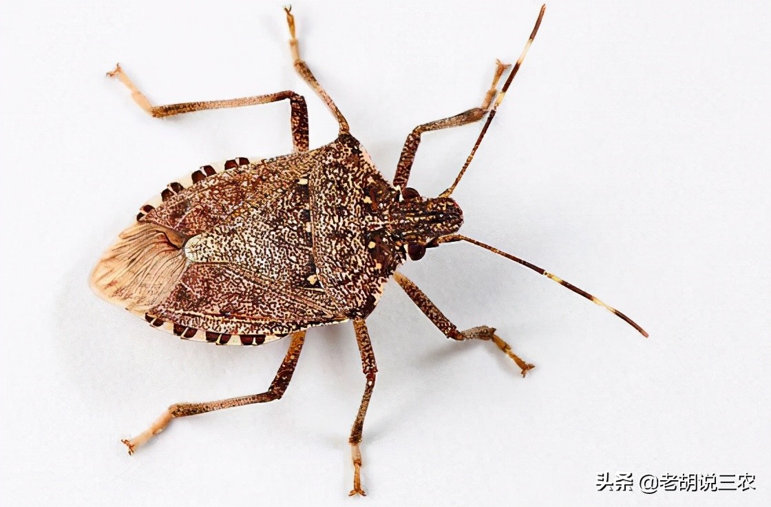 会放臭的虫有哪些,会放臭屁的动物