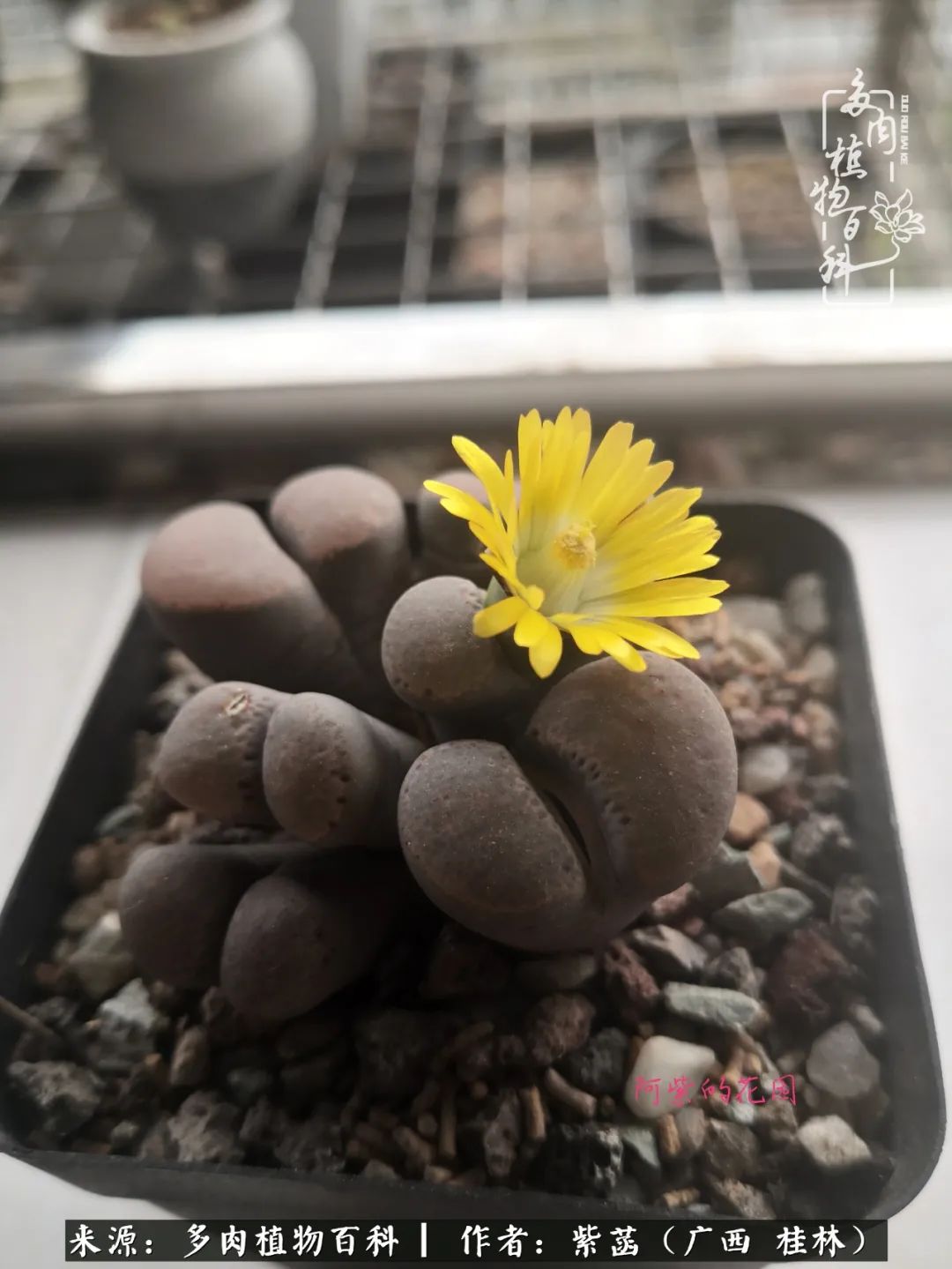 如何在夏天买的多肉度夏,多肉度夏好帮手