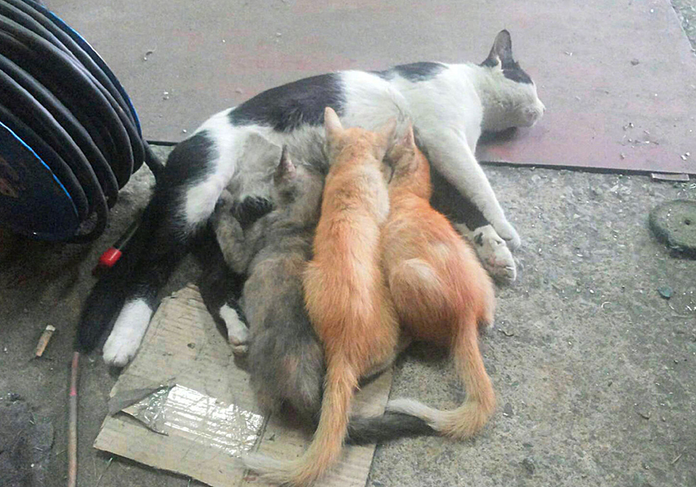 猫咪界的父亲带娃系列！为了让娃不哭，猫爸爸竟让小猫吸自己的奶