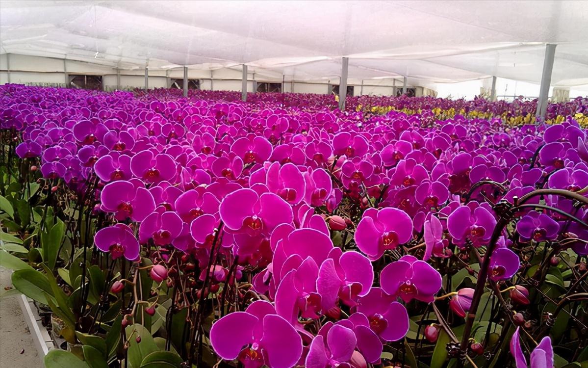 鍏拌姳绉嶇被鍥鹃壌,鐪嬭姦澶磋鲸鍏拌姳绉嶇被