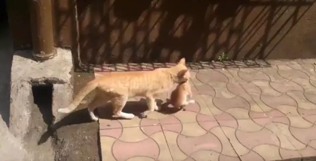 怎样催眠小猫咪,如何催眠一只小猫咪