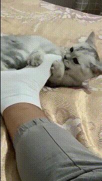 金毛搞笑表情图片伸手,金毛吃醋的搞笑图片