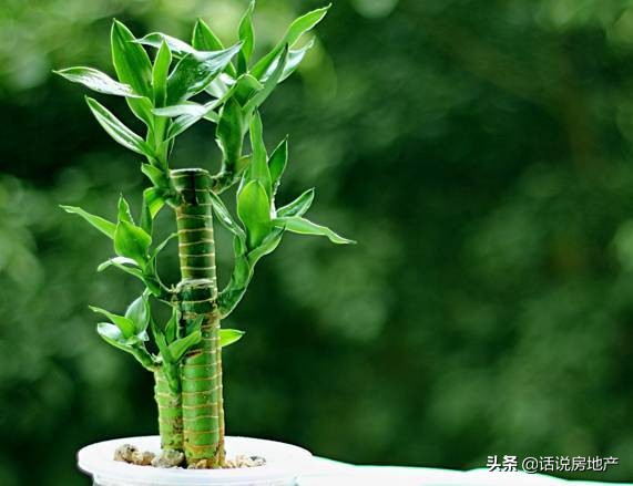 养好花六大关键十年养花经验总结,各种花卉养花技巧知识大全合集