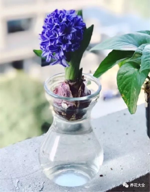 风信子开完花剪掉还会开吗,风信子开完花还可以活吗