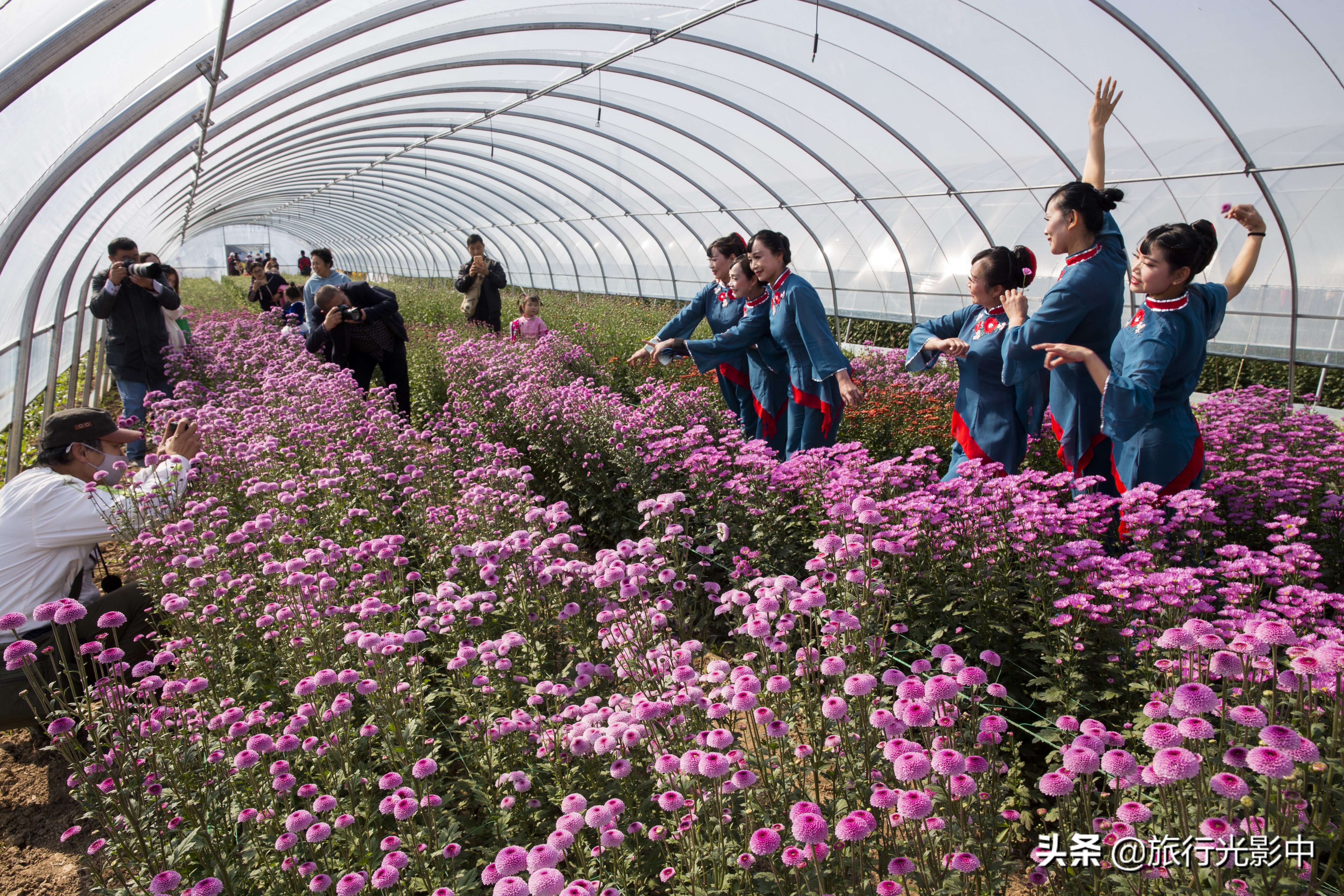 济南顶级摄影大咖,用镜头告诉你盆王菊花有多美