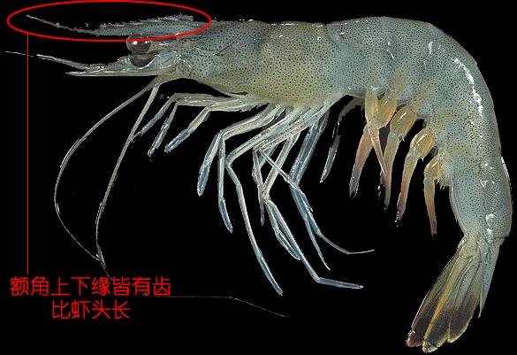 虾说，这是一篇让你不仅会吃，还会认……一文解决“虾”认识