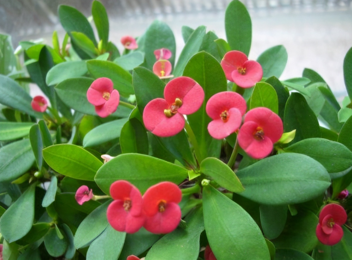 开春入手花盆栽,春季入手的花