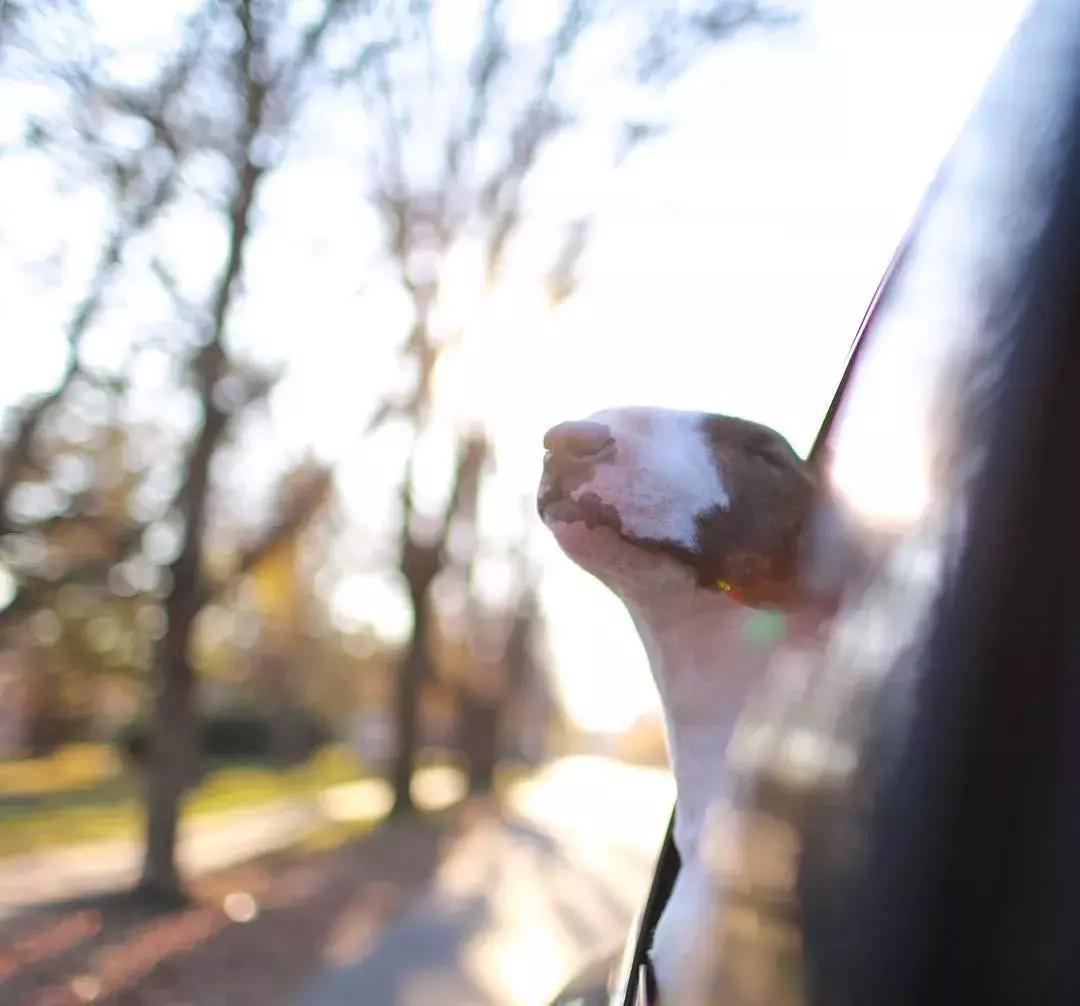 大熊猫一年可以赚钱几个亿,一只猫一年挣3000万