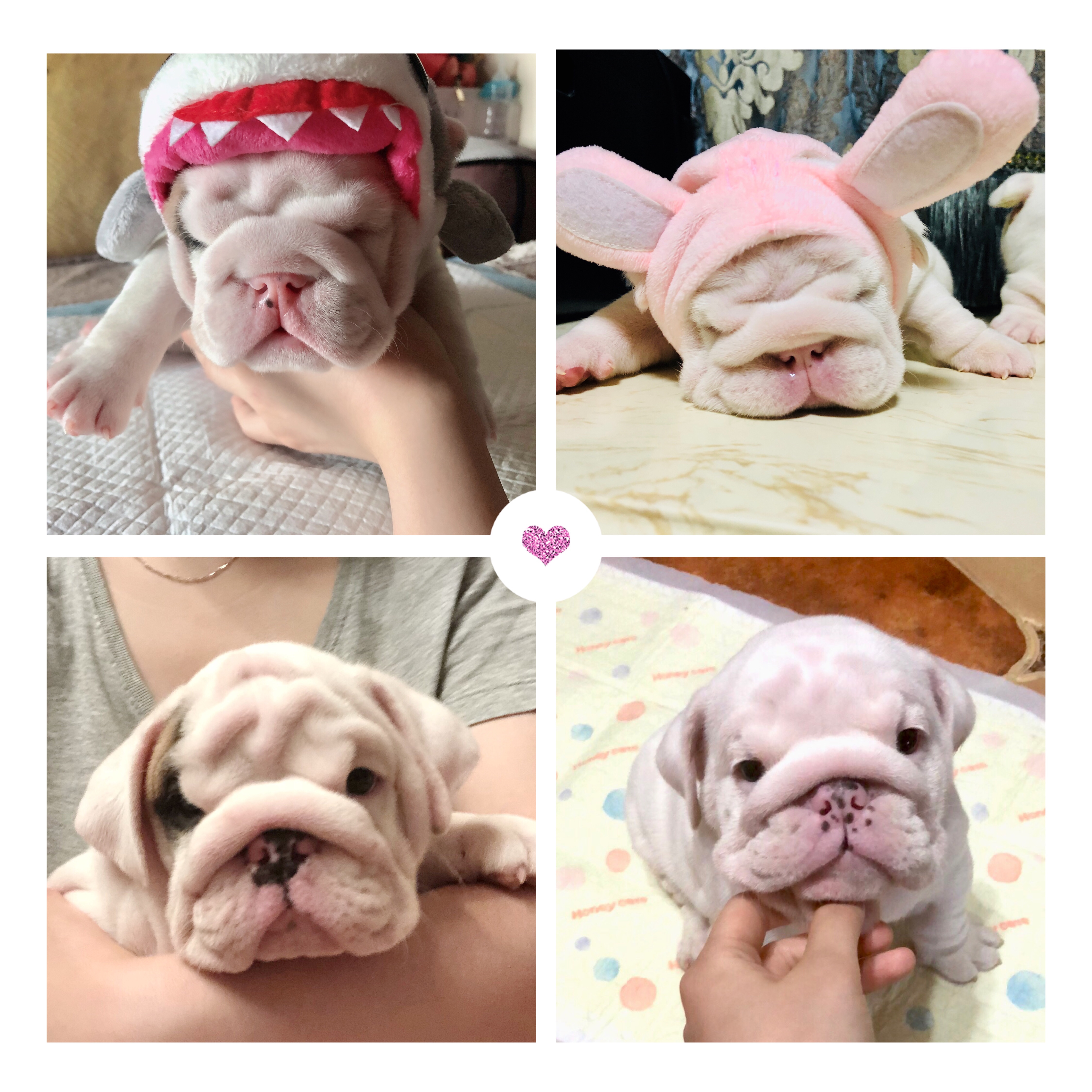 英牛的孕产记实——一场生死线上的考验