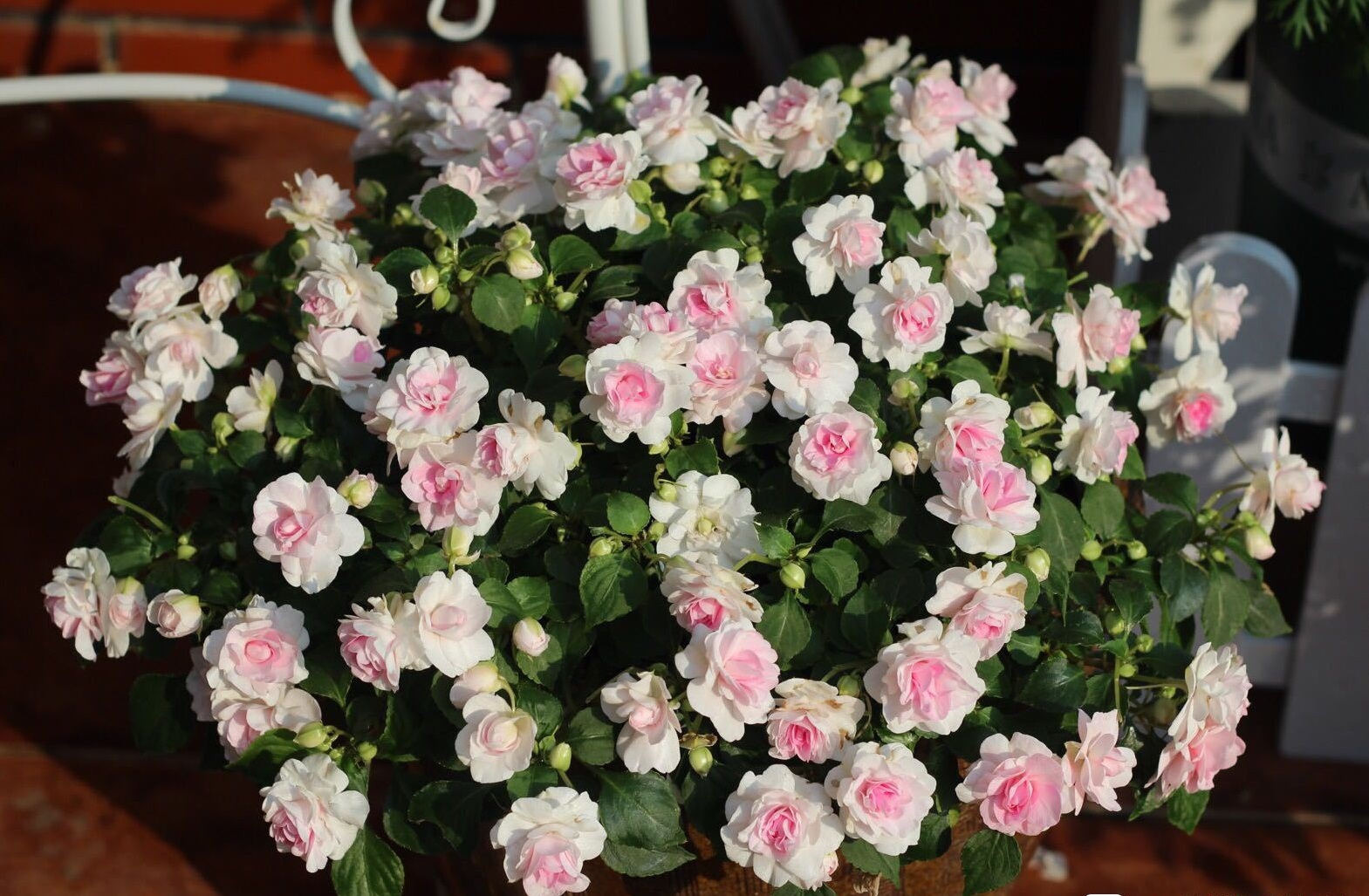 阳台上养几盆花最好,带花香好养的阳台花