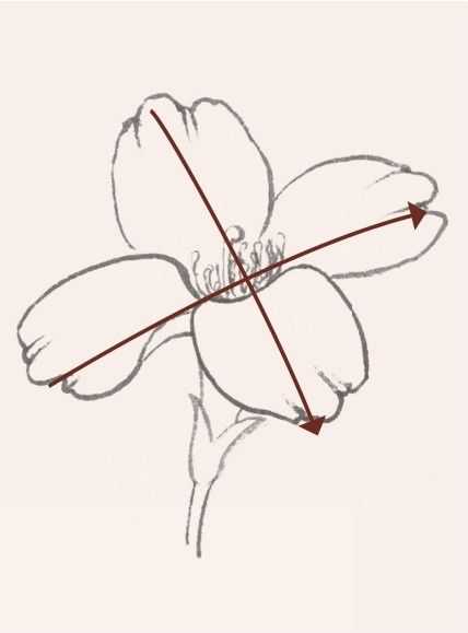 牡丹切瓣花国画画法,国画山茶花花瓣画法