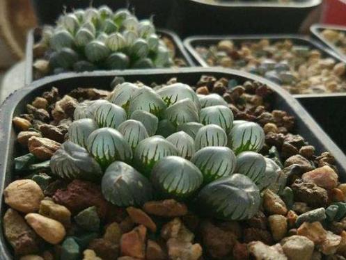 多肉玉露闷养最佳时间,养殖的多肉为什么叶子变黄