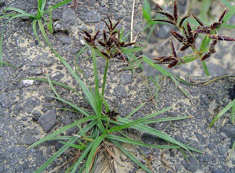 花生地除杂草用什么药,花生田莎草专用除草剂