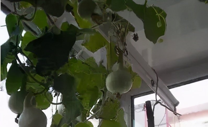 手捻葫芦如何把玩迅速变红,手捻葫芦盘玩的最高境界