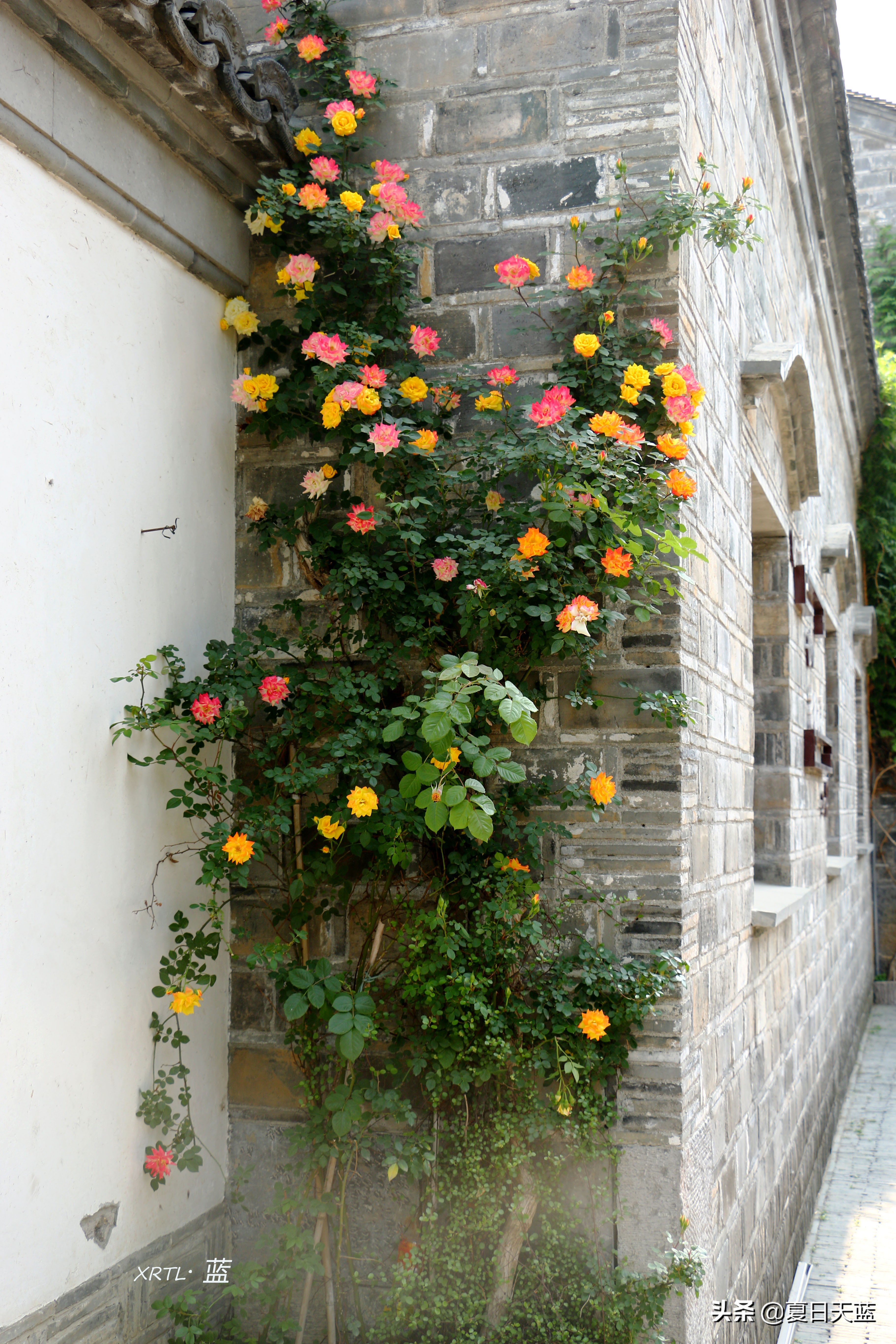 老门东蔷薇高清图片,老门东蔷薇花人像