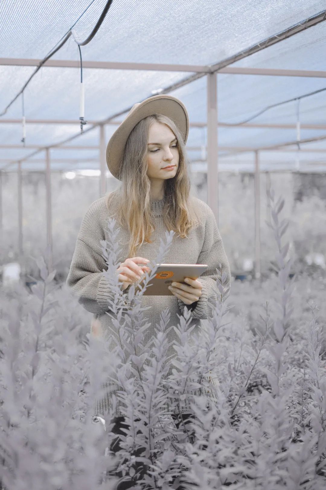 莫兰迪色绿色极致美感,莫兰迪蓝最惊艳的图