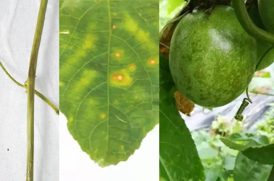 百香果基腐病喷多菌灵有效吗,台农百香果容易得茎基腐病吗