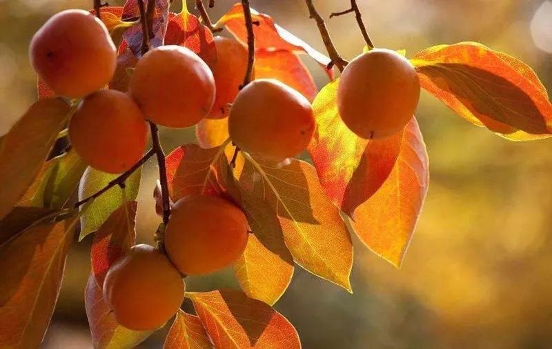 礼县秦皇故里景点,礼县秦文化特产