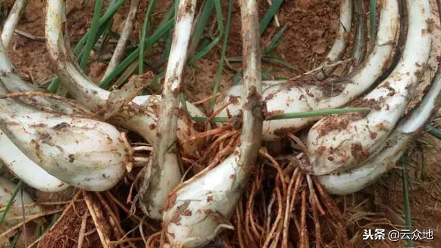 种植藠头一亩利润是多少钱,藠头种植间距多少厘米