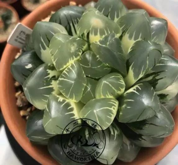 2023多肉展会直播,2023上海多肉植物展