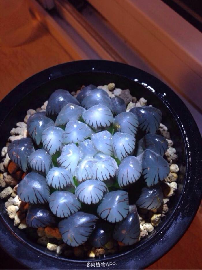 1000种多肉植物图鉴大全大图,景天科1000种多肉植物图鉴