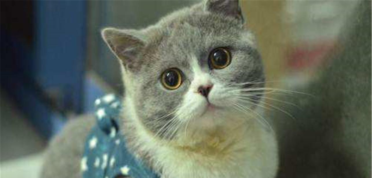 记录猫咪日常英短蓝白,养英短蓝白猫的注意事项