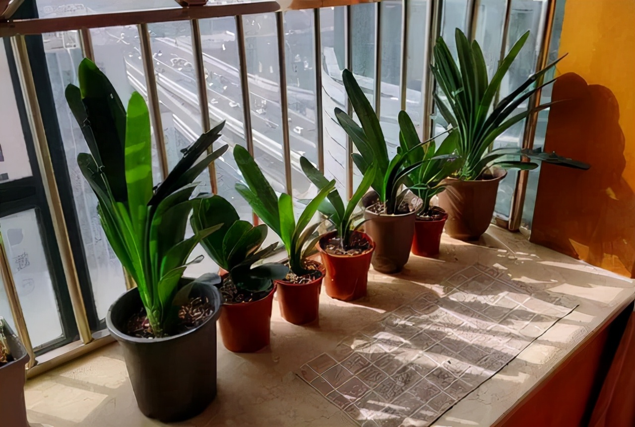 李大姐养君子兰，年年开大花，有吉祥好兆头，原来是她做对5件事