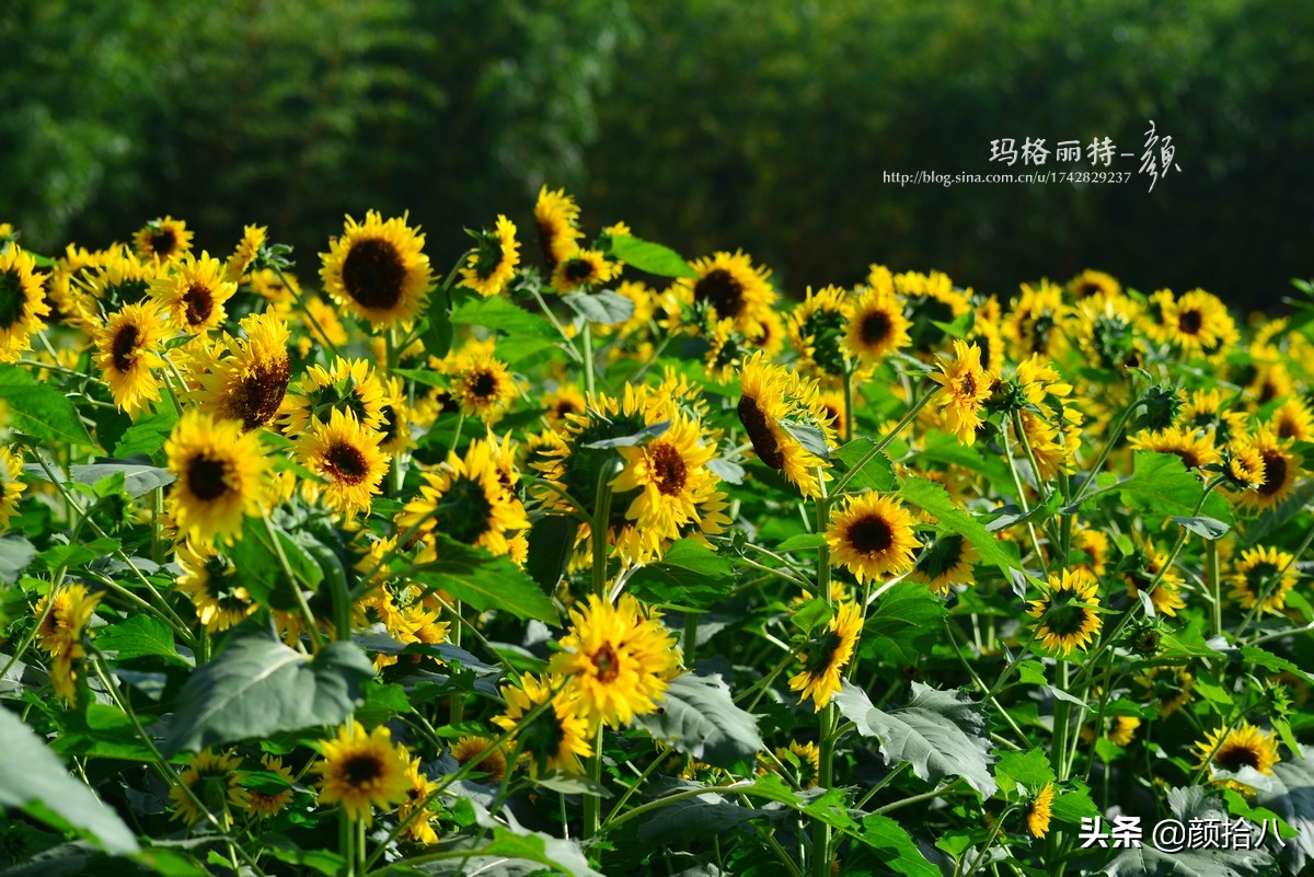 这个夏天我在花园里种向日葵|园丁