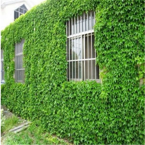 夏天院子里种爬山虎,在家里种爬山虎