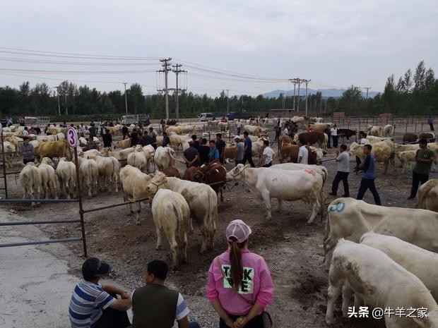 辽宁最大畜牧交易市场,群晟畜牧交易市场