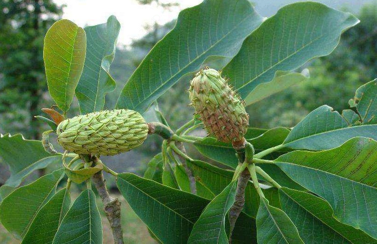 四川常见的野生植物,国家二级保护植物在云南沦为野草