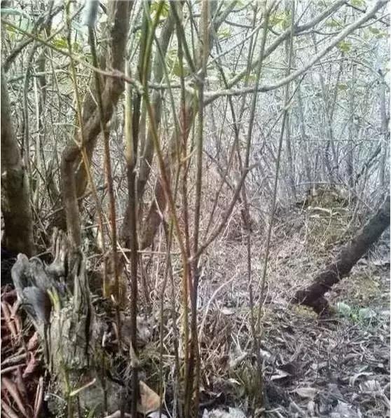 随便砍竹子做金箍棒,随便捡一节树枝雕刻木剑