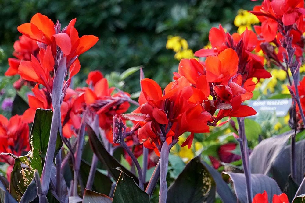 美人蕉有什么特别,美人蕉的十大特点