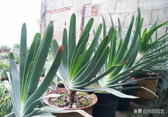 不起眼的芦荟，价值非常高，夏天止痒必备，有“它”不用怕蚊子