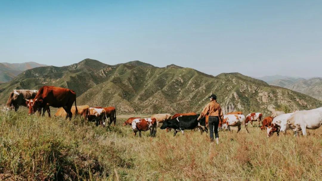 北京姑娘租的房子,北京姑娘自建房子