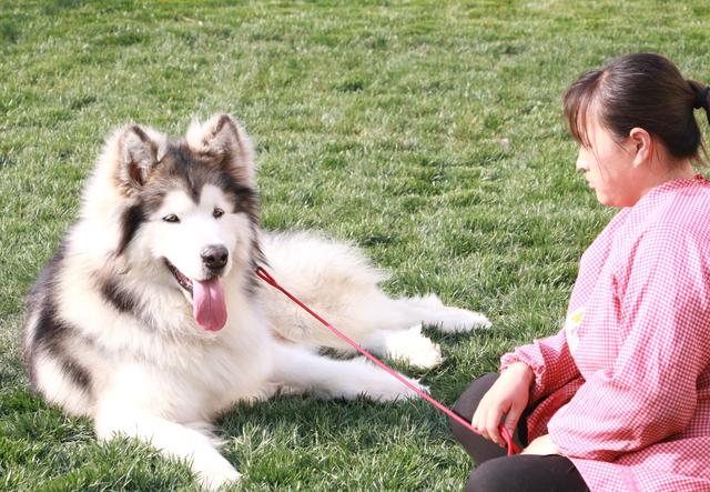 带你了解真正的阿拉斯加雪橇犬,带你了解俄罗斯