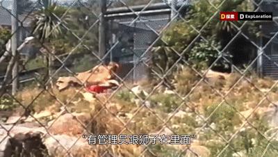 遇到猛兽如何自救100字,面对大型猛兽如何自救