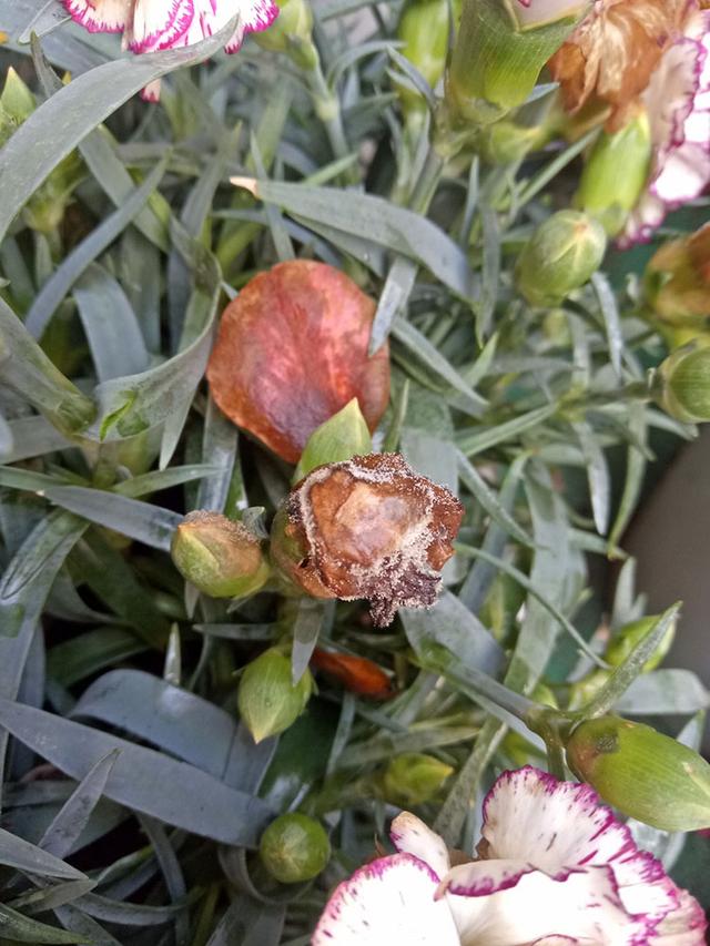 母亲节康乃馨的花语,母亲节的代表人物