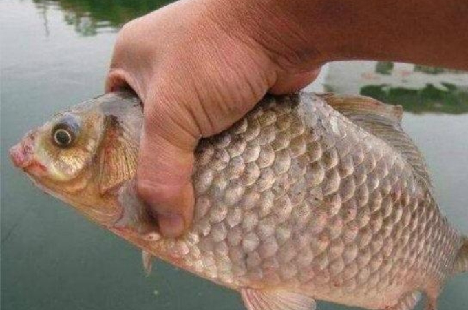 大板鲫的特效饵料,大板鲫最好用的饵