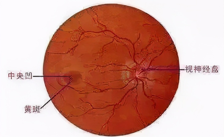 视神经萎缩老中医偏方,视神经萎缩视野缺失是什么症状